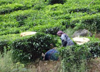 A woman picking tea near Munnar, Kerala state, India. Photo by Sandra Hicks